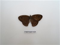 藏品(眼蝶科)的圖片